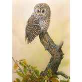 'Tawny Owl & Autumn Oak' Greetings Card By Dick Twinney